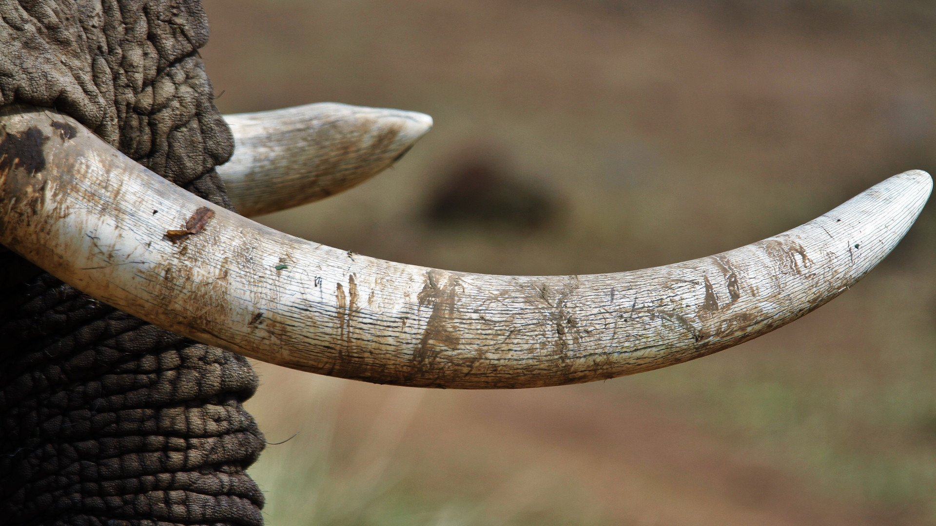 Elephant tusks ivory