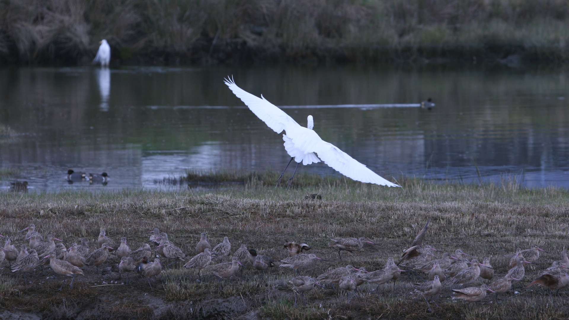 Birds at Arcata Marsh