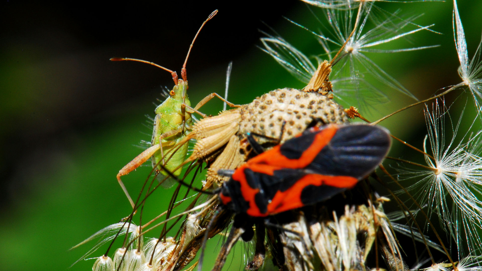 Bugs on a dandelion