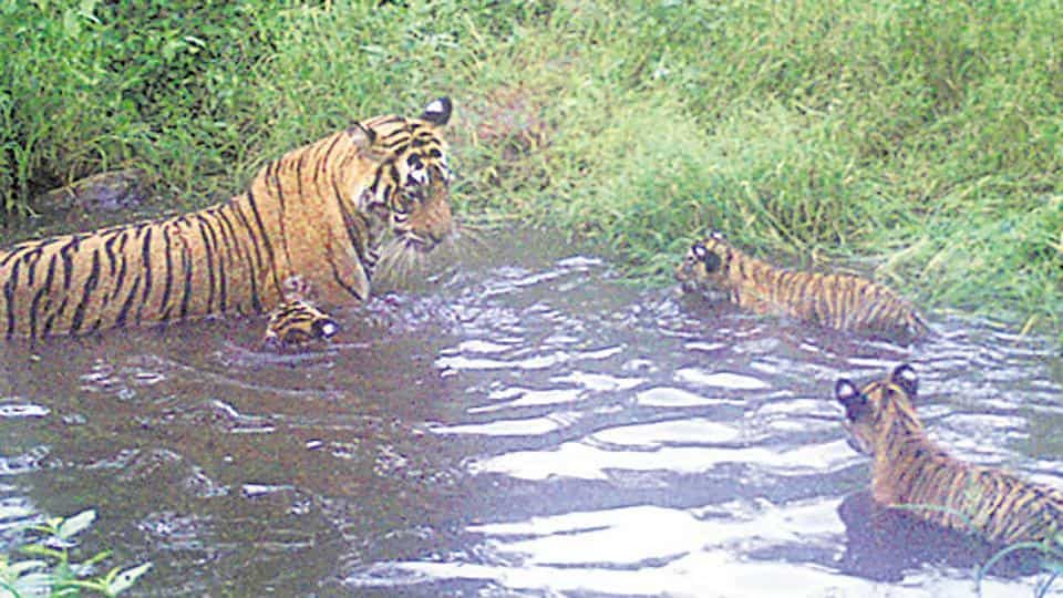 Sariska tigress