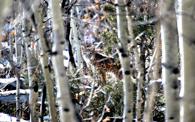 bobcat