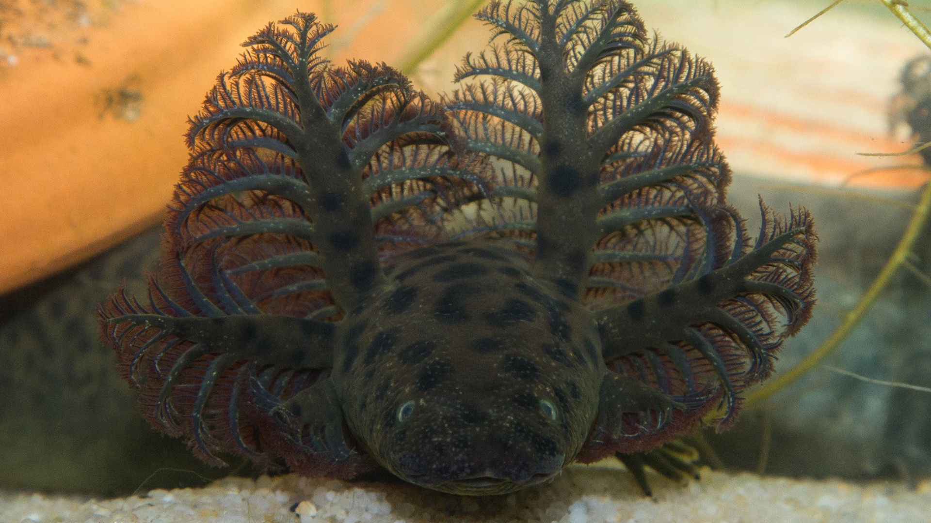 Swampy Thing: The Giant New Salamander Species Discovered in Florida and Alabama