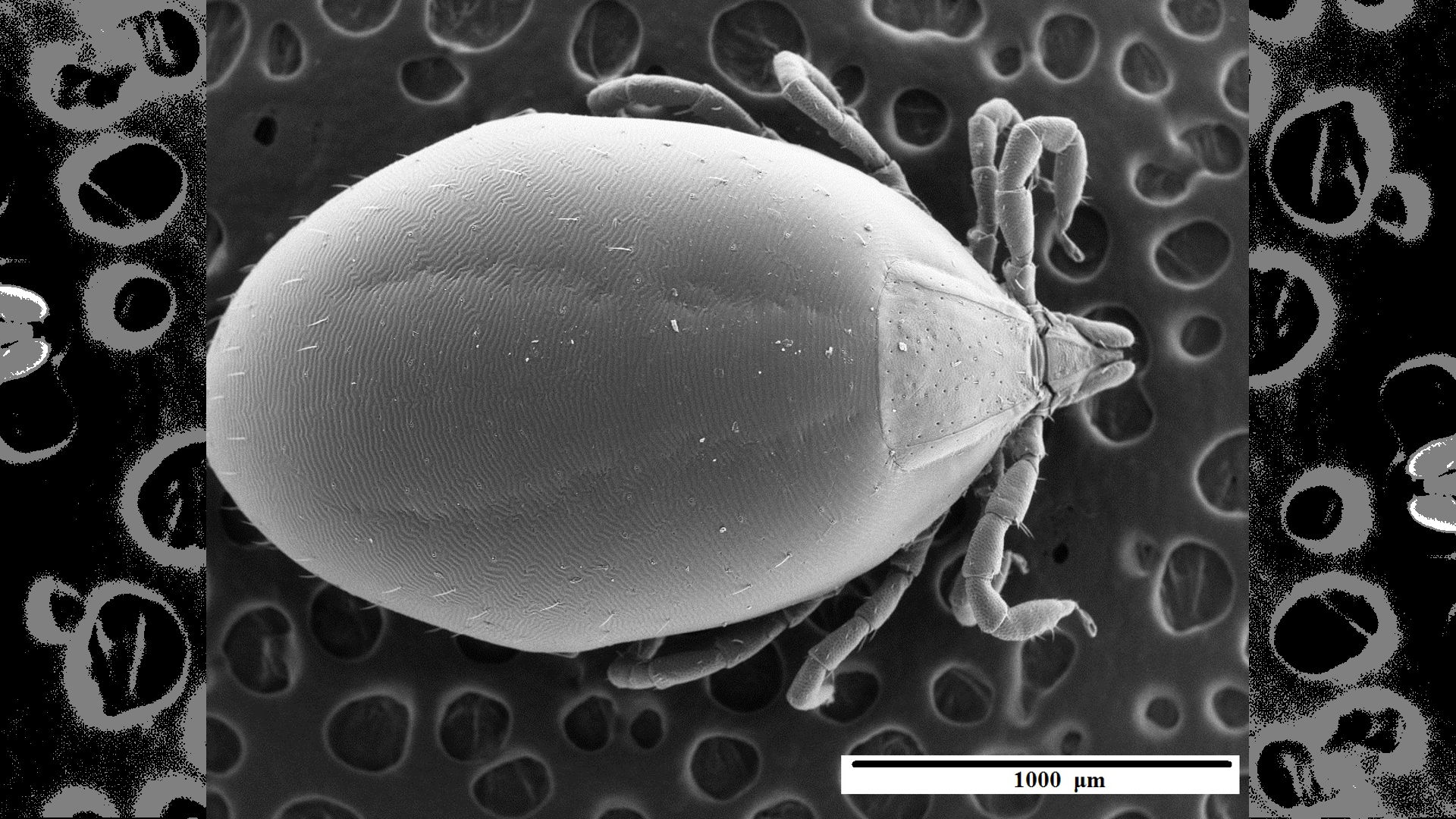 Meet Australia’s Newest Species: An Endangered Tick