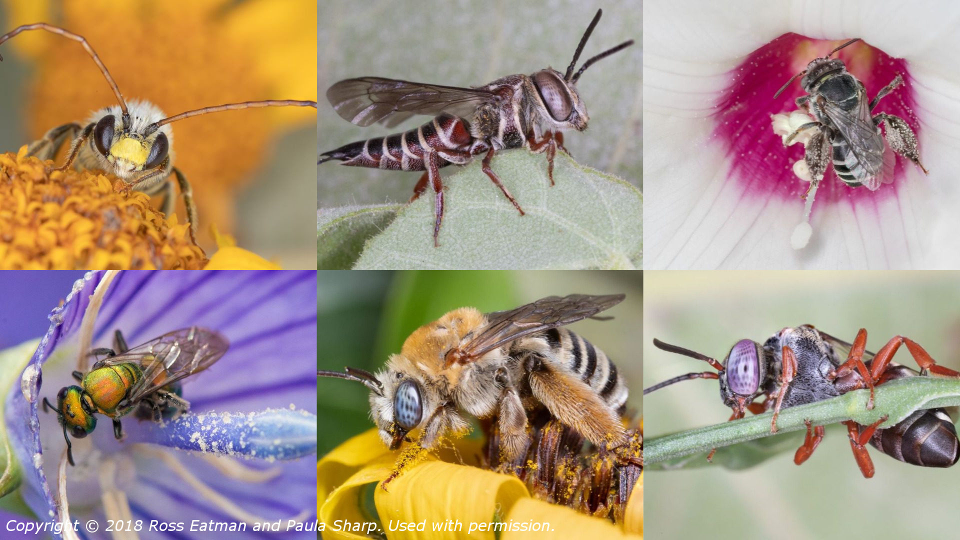 Trump’s Border Wall Threatens Rare Butterflies and Native Bees