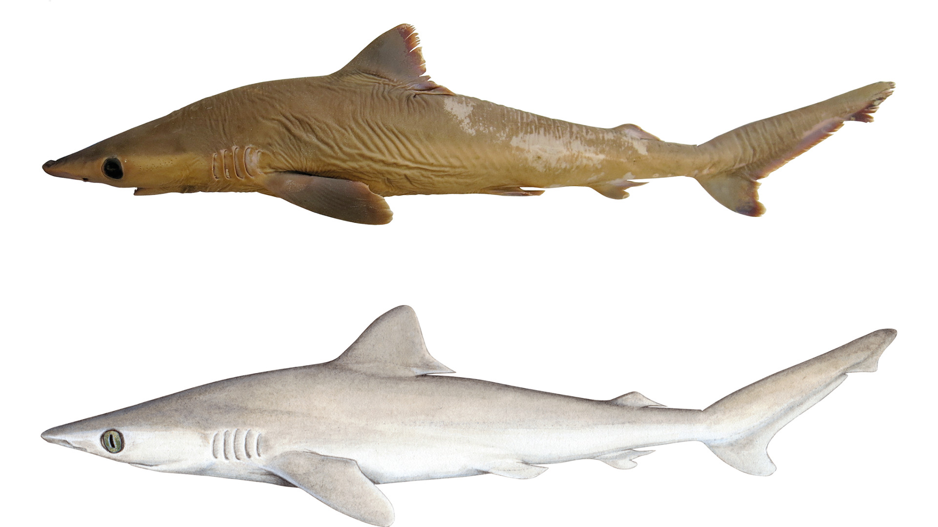 extinct shark species