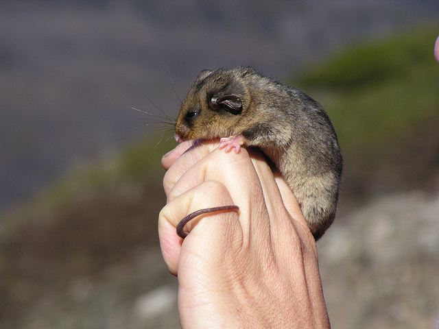 Mountain pygmy possum