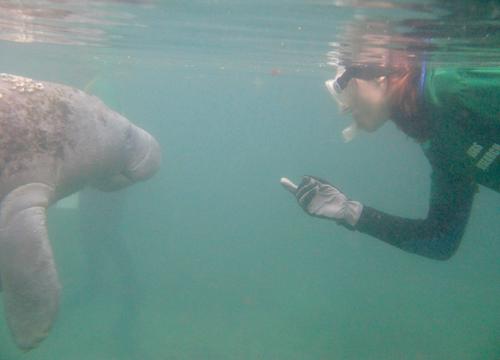 manatee