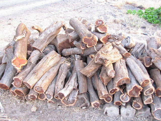 Mesquite logs