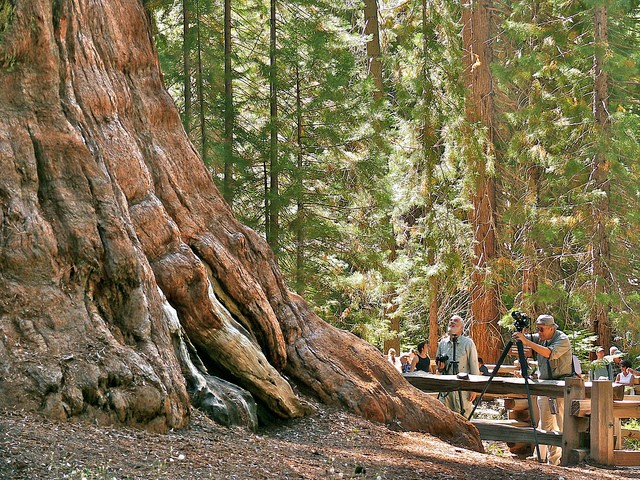 General Sherman redwood tree