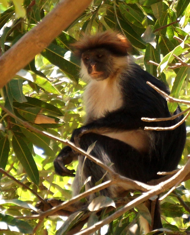 Udzungwa red colobus