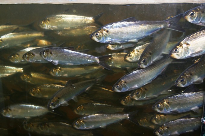 Alewives