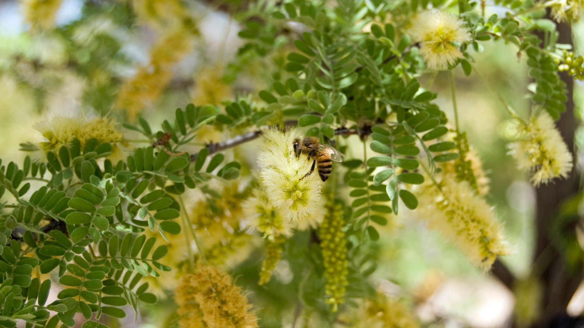 Mesquite tree