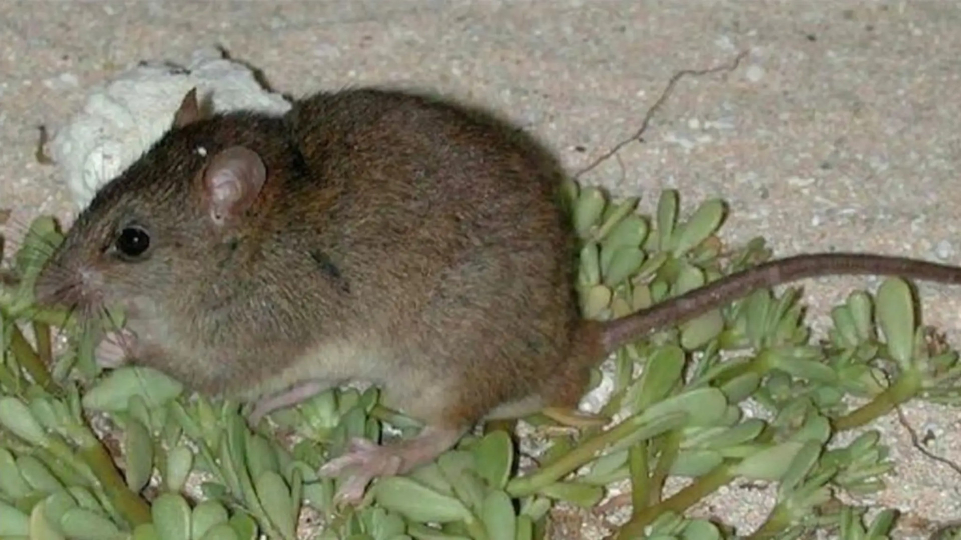 Melomys de Cayo Zarza