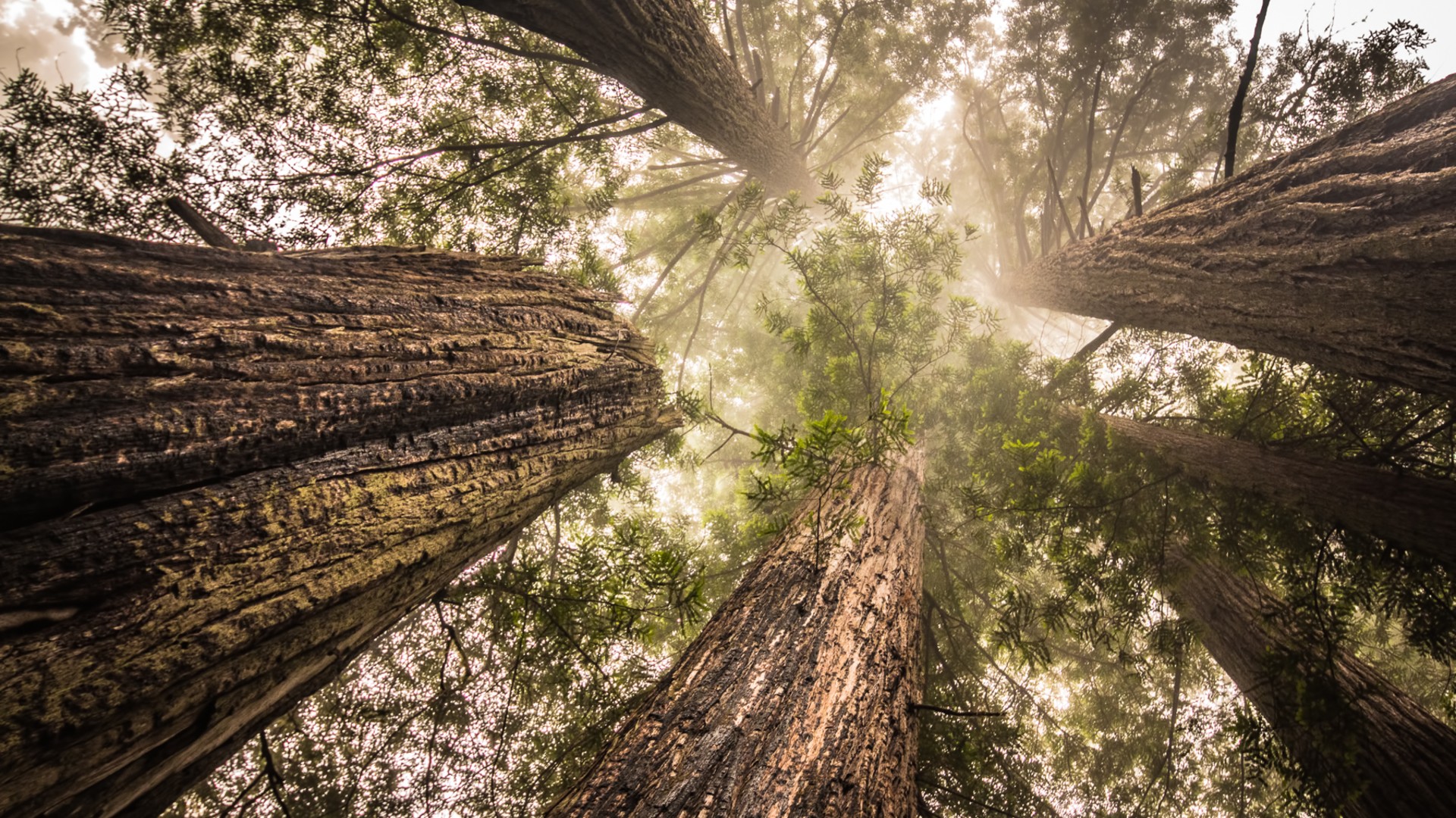 Coastal redwoods