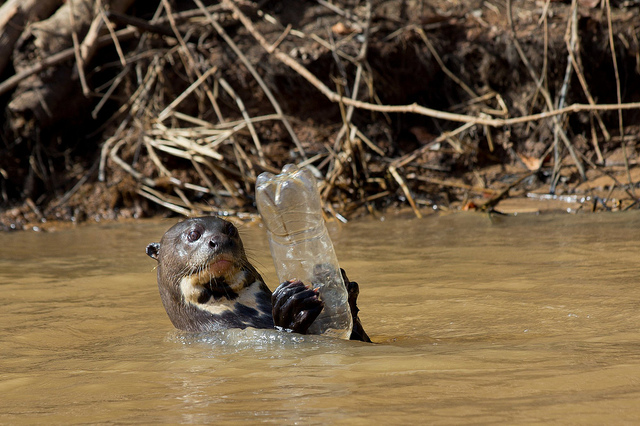 otter with plastic bottle