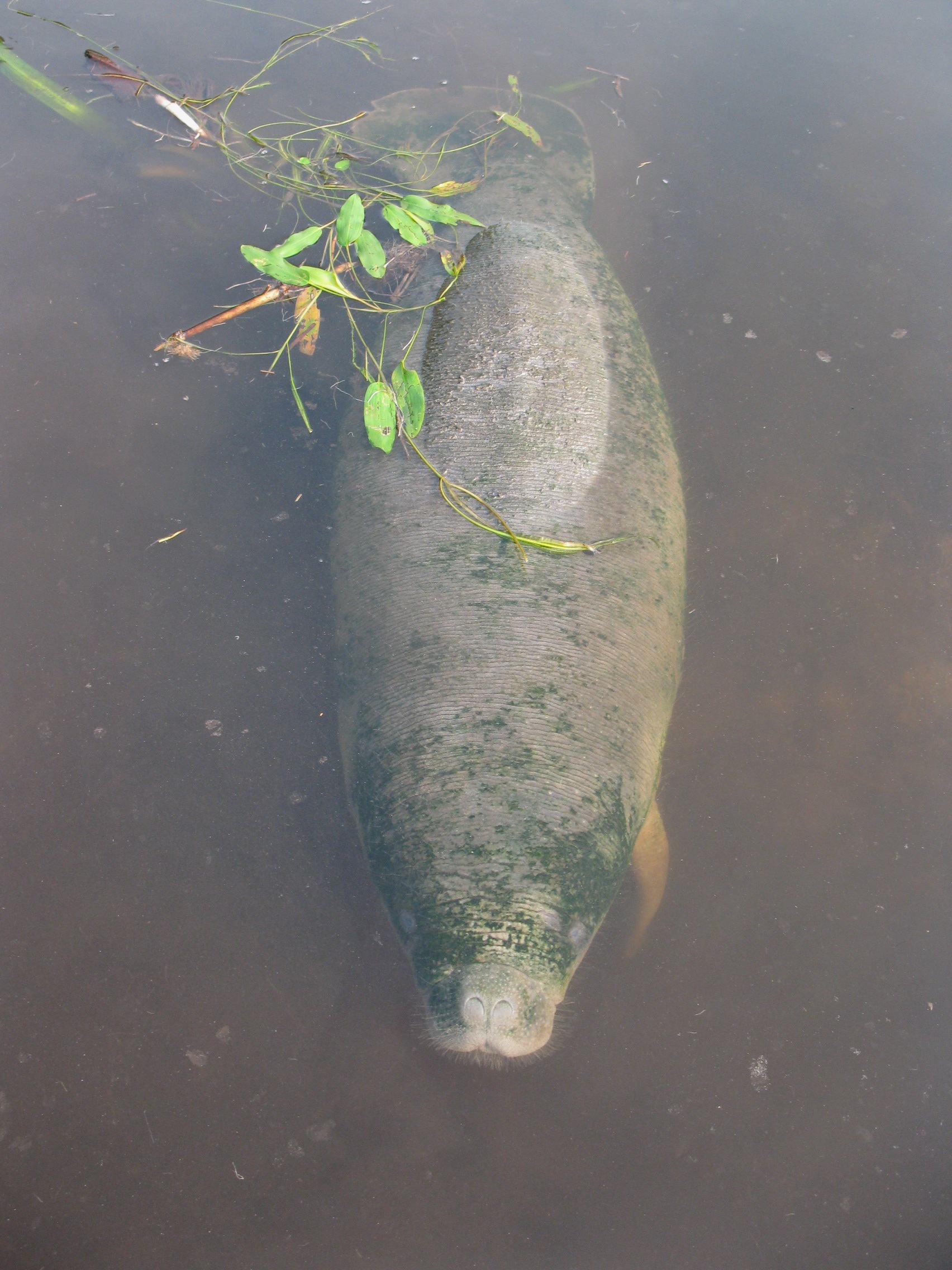 African manatee