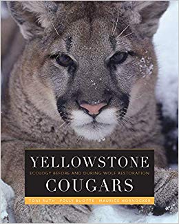 yellowstone cougars