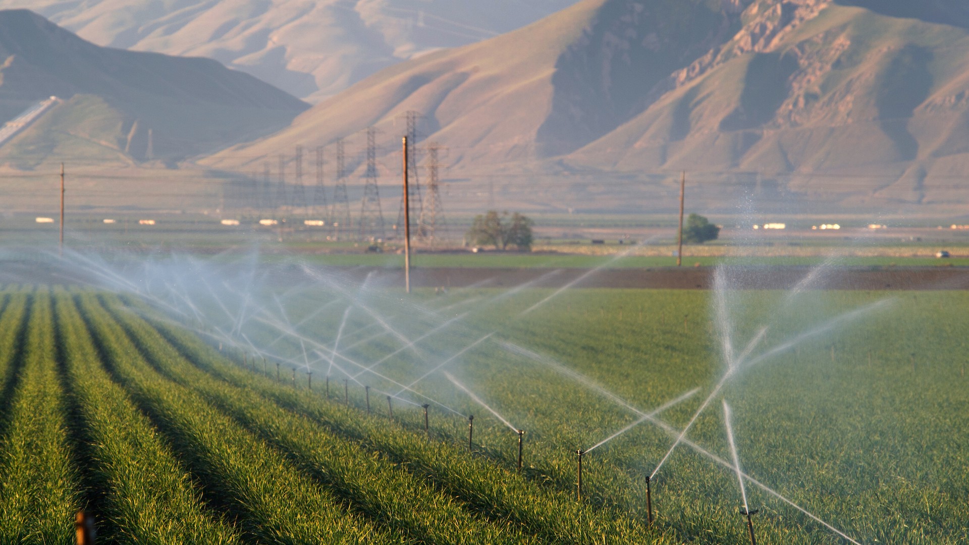 Irrigation farm field