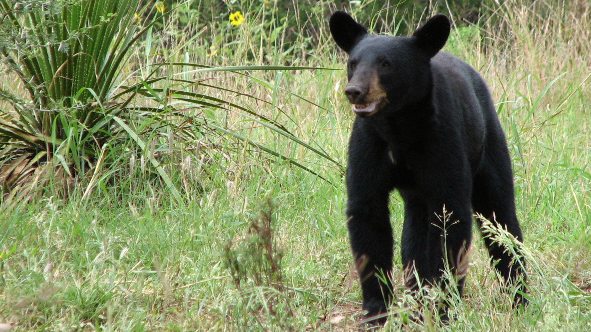 Texas Black Bear