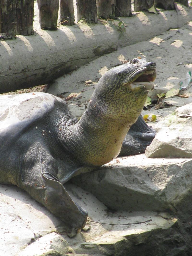 Yangtze giant softshell turtle