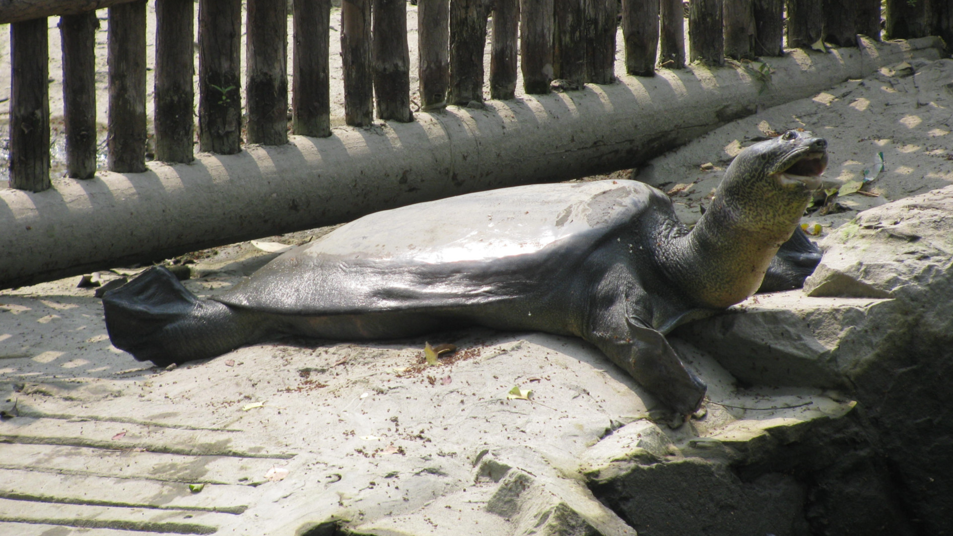 Yangtze giant softshell turtle