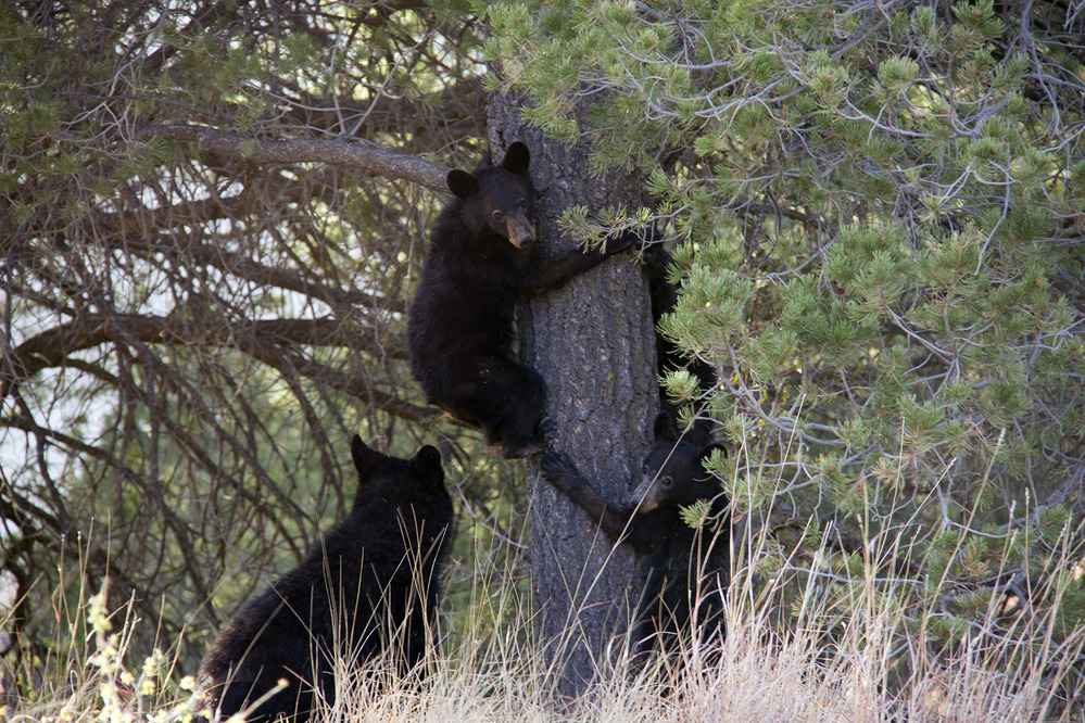 Black bear cubs