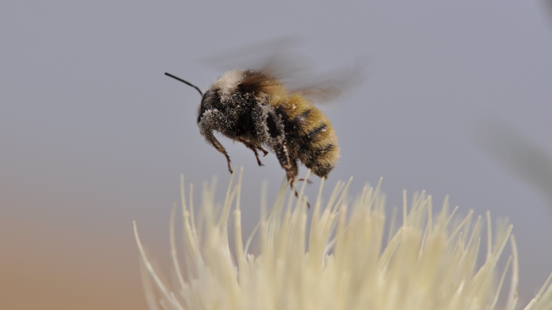 white-shouldered bumblebee