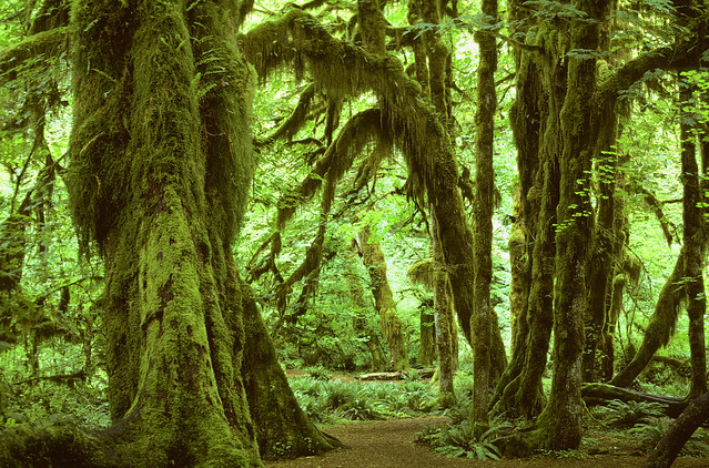 Olympic National Park rainforest