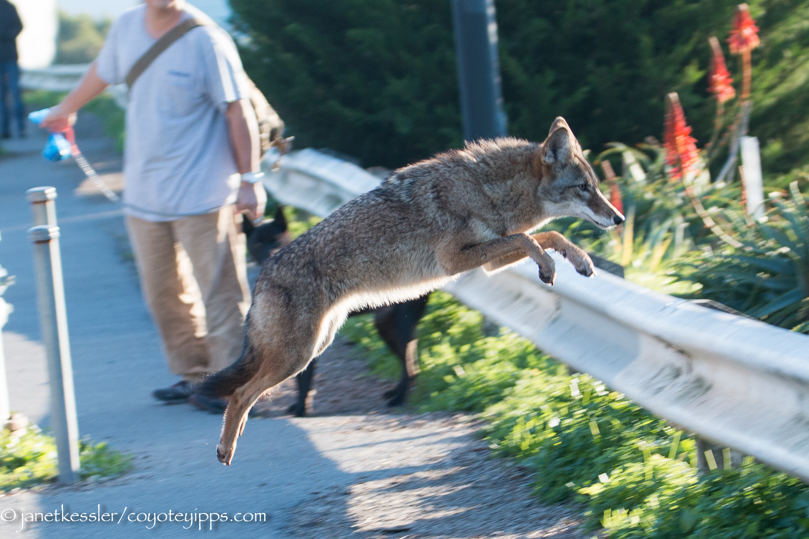 Coyote