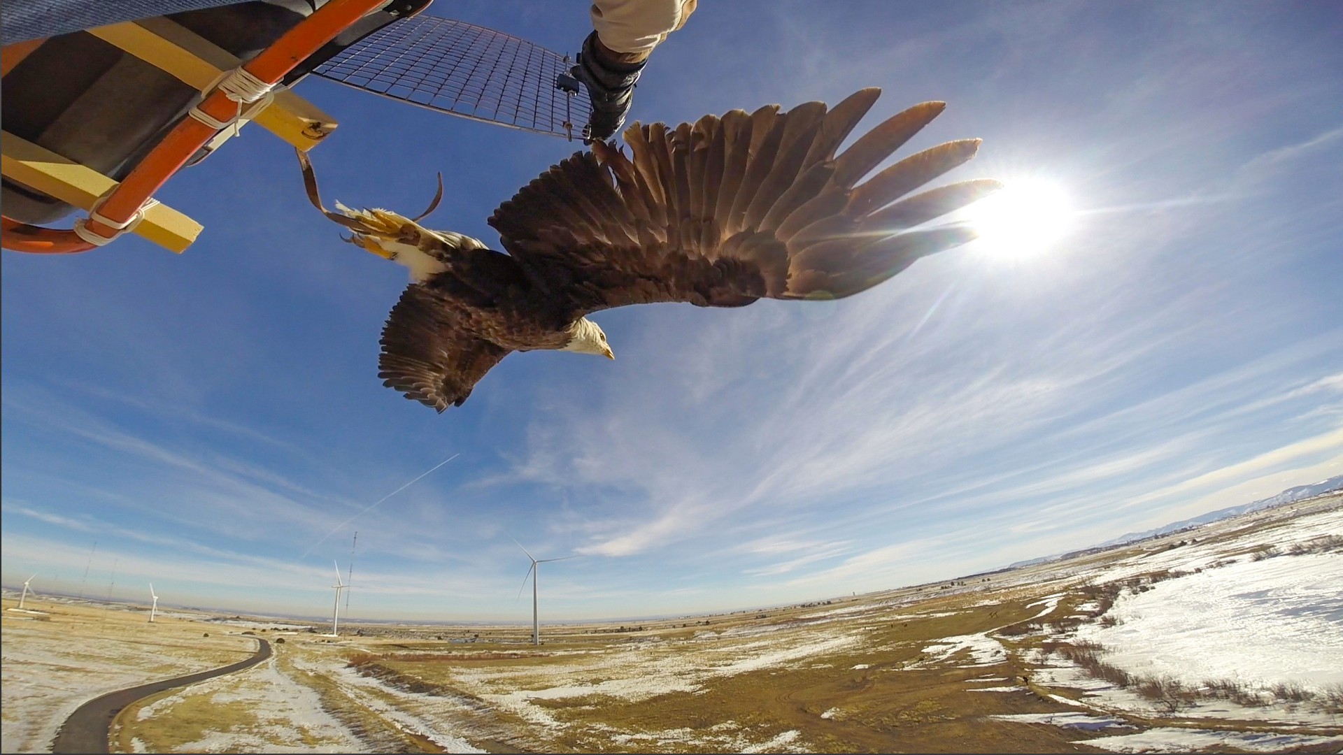 Eagle being released