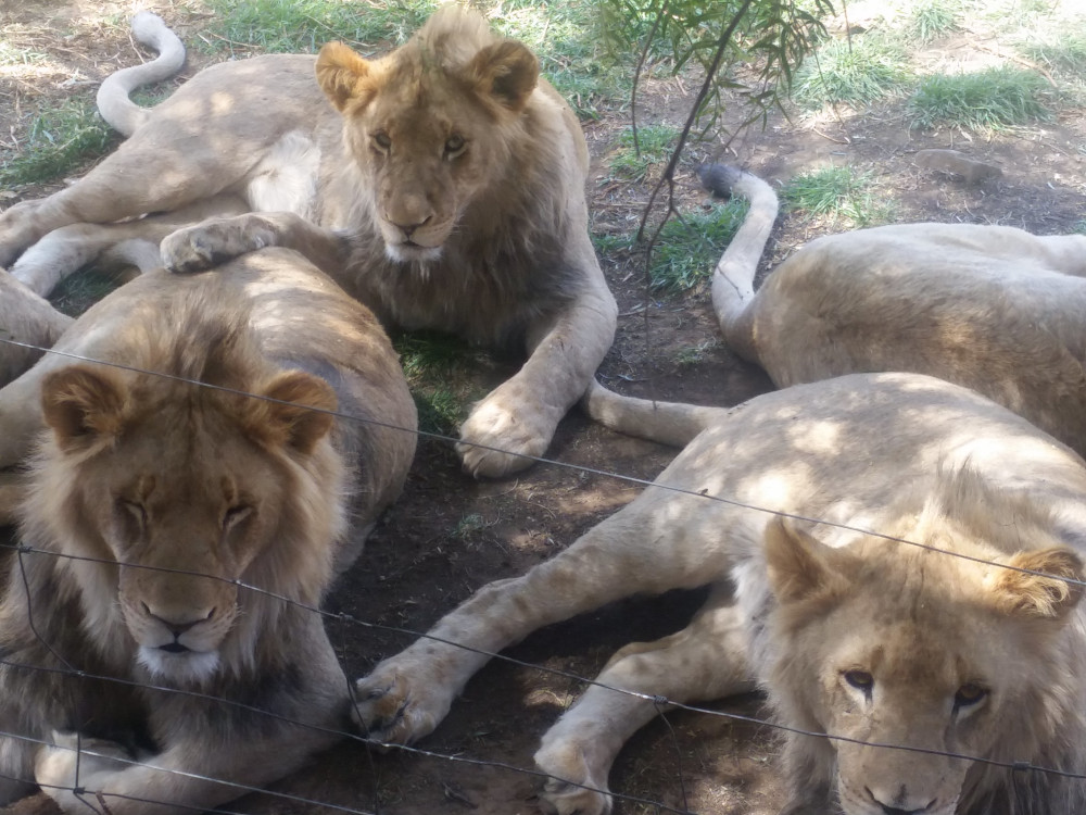 Lion captive breeding