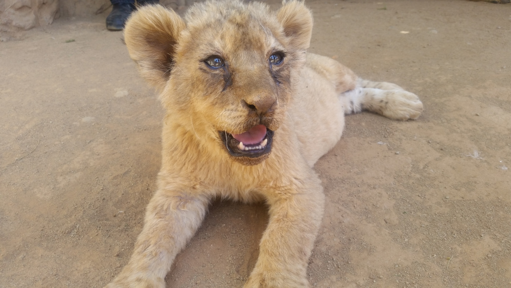 lion cub in breeding center