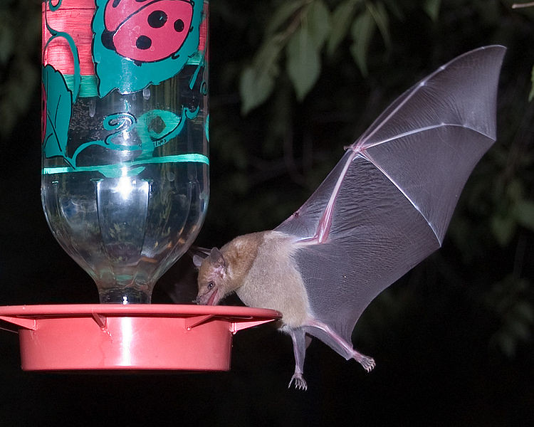 lesser long-nosed bat