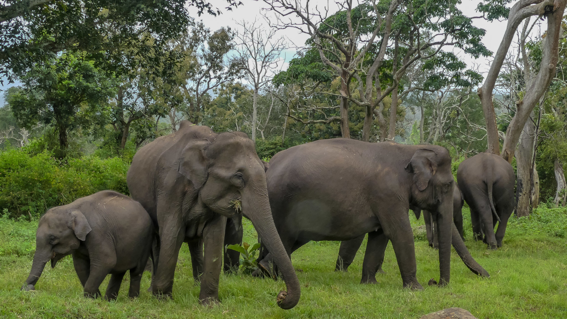 Asian elephants