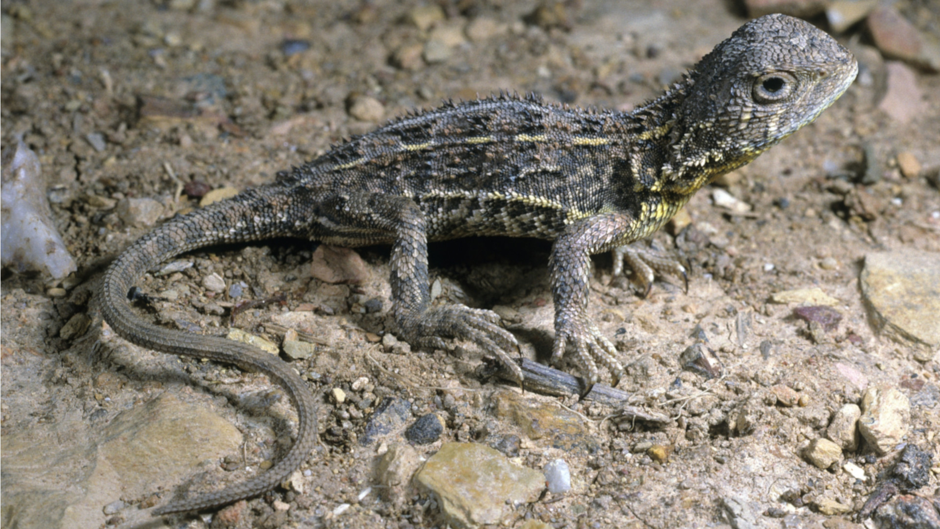 grassland earless dragon