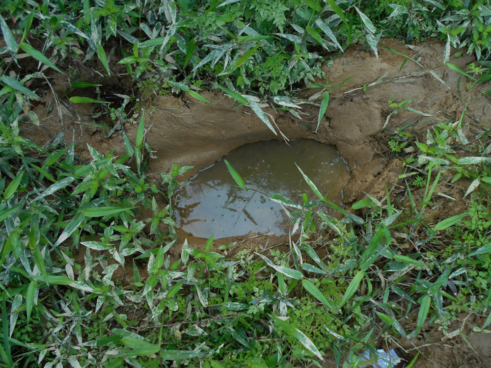 elephant footprint