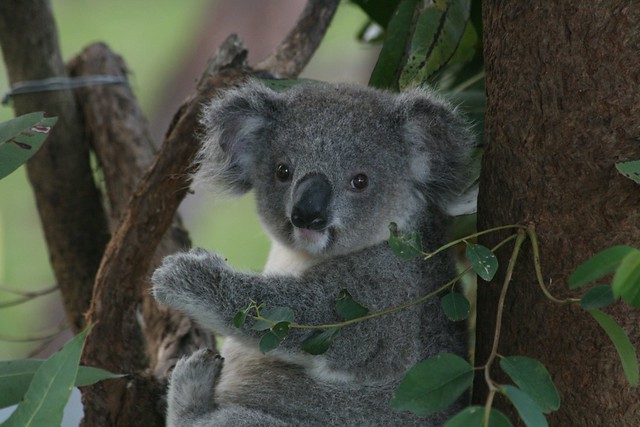 koala recovering