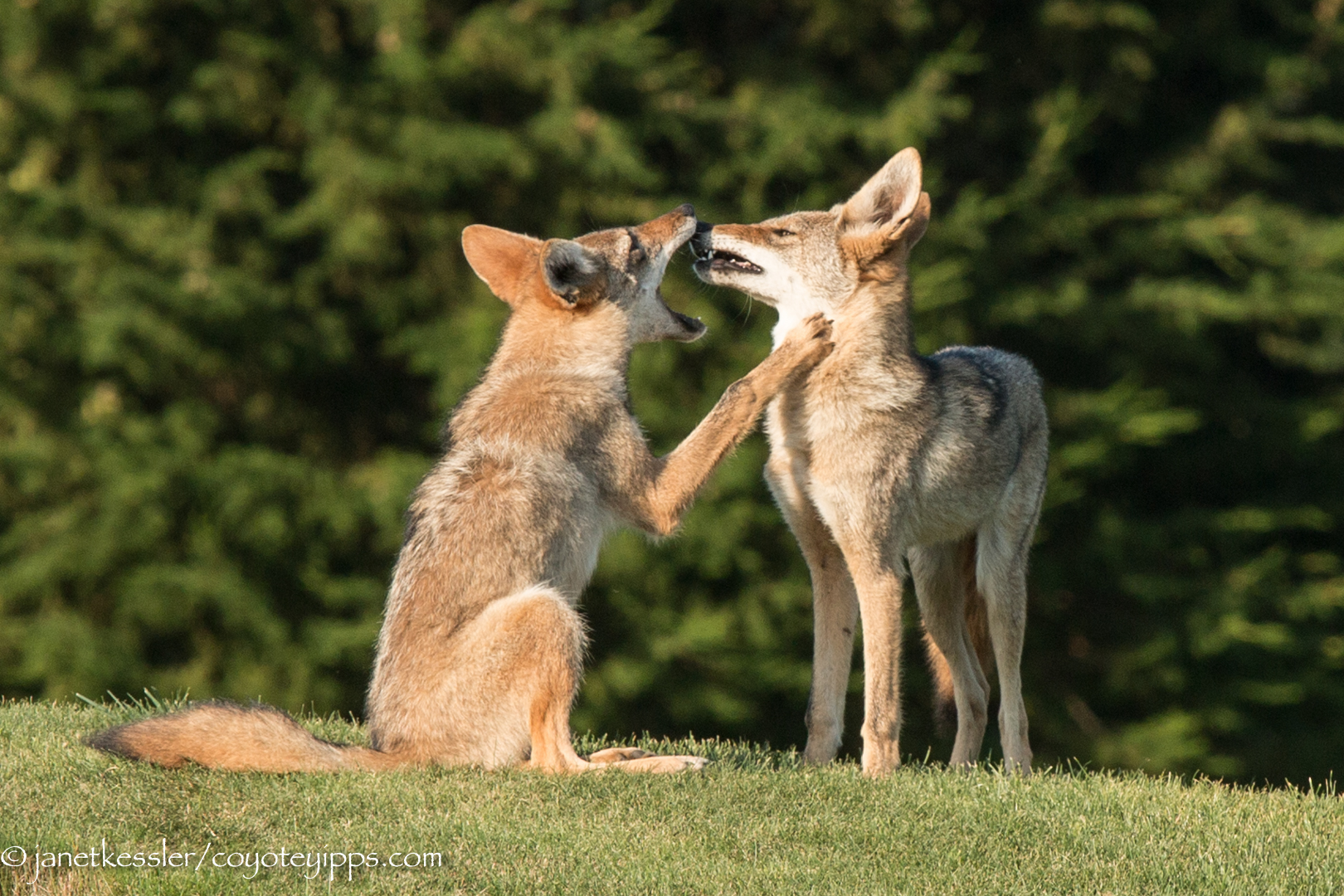 two coyotes