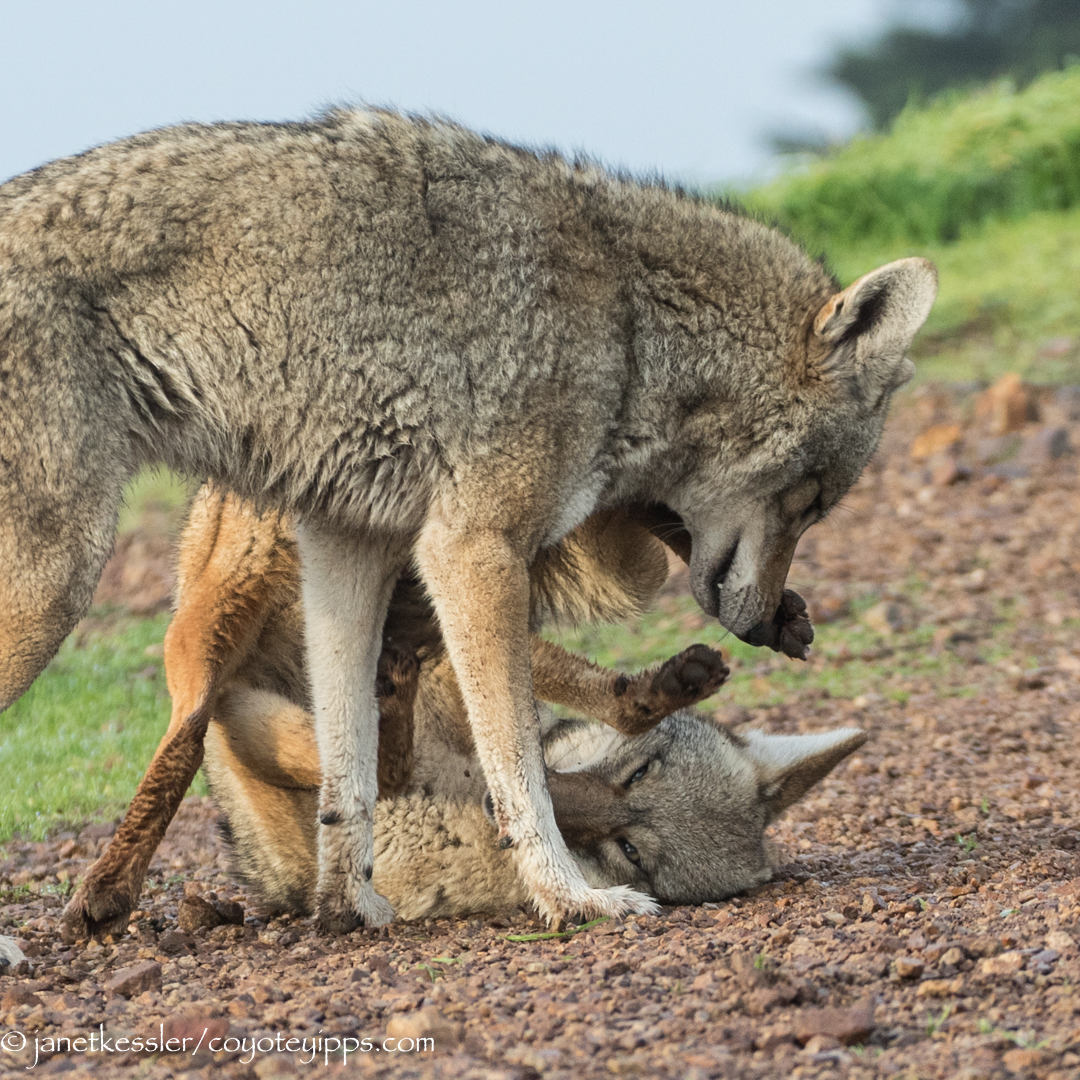 Two coyotes playing