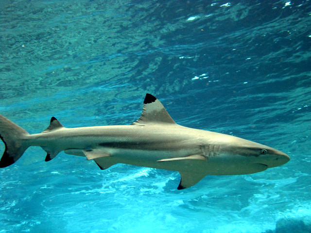 Blacktip reef shark