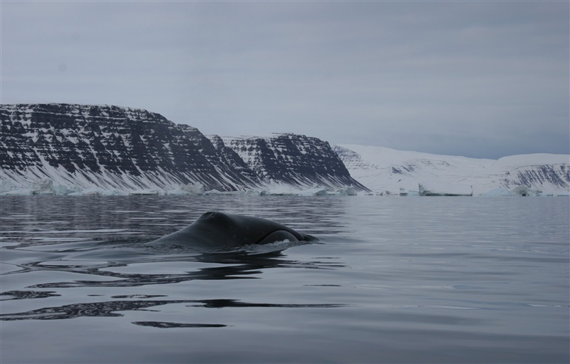 bowhead whale