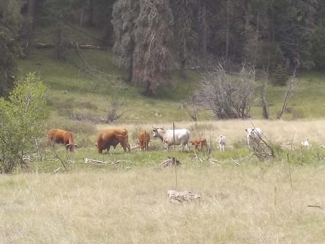 cattle