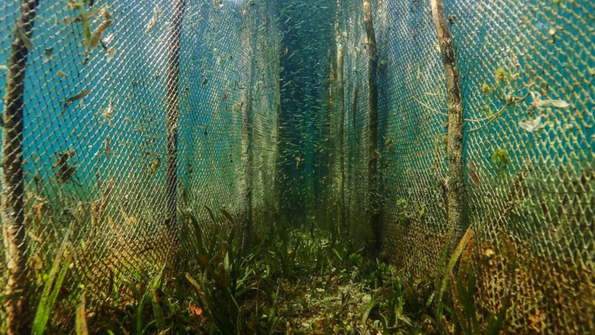 Fish fence