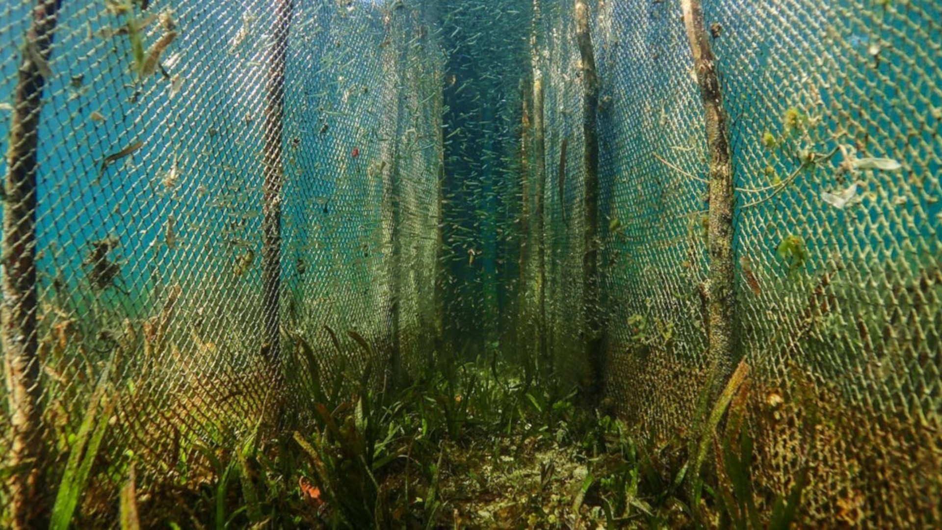 https://therevelator.org/wp-content/uploads/2019/06/fish-fence-1980.jpg