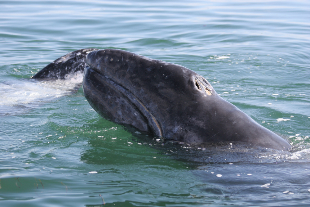 gray whale and calf