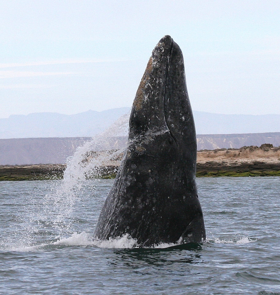 gray whale breaching