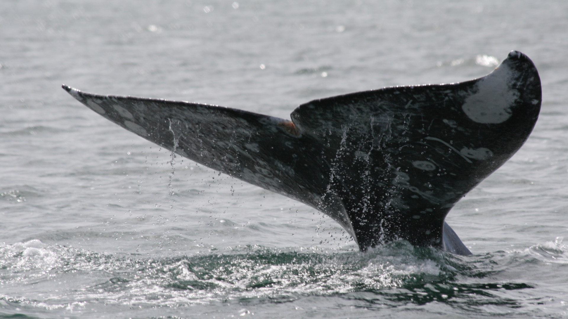 gray whale fluke