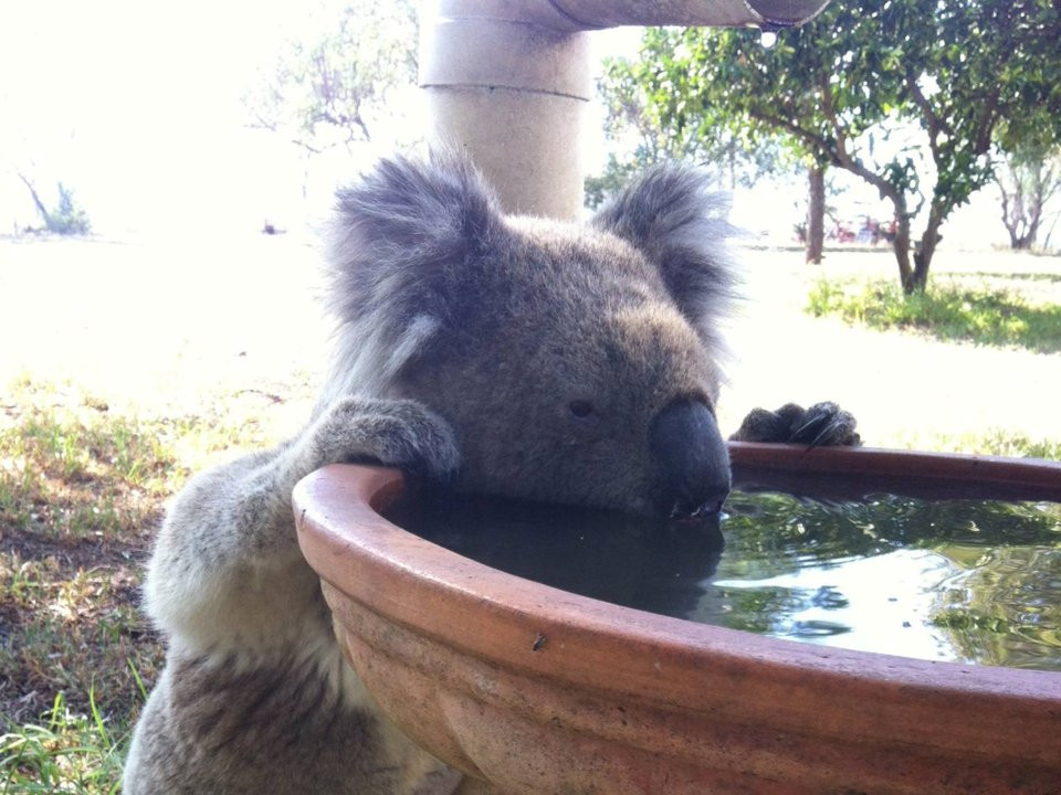 koala drinking station
