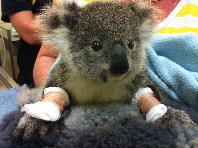 injured koala