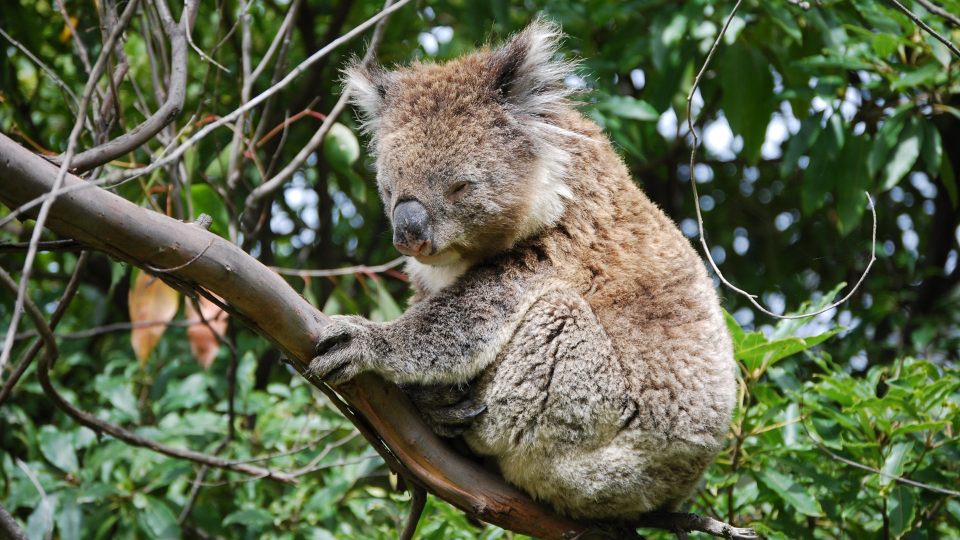 Koalas on the Decline — Dangerous New Threats, Emerging Solutions